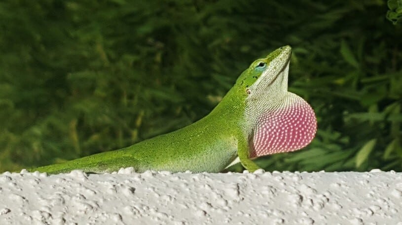 A male green anole throat puffing out