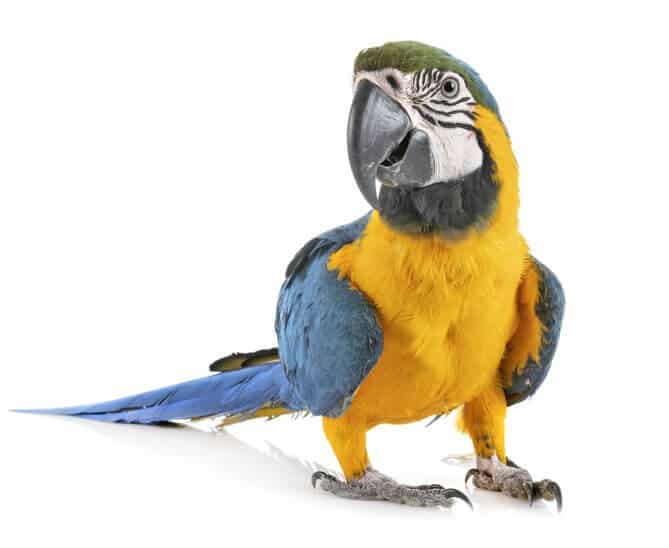 Ara Ararauna In A Studio Parrot Close Up Photo