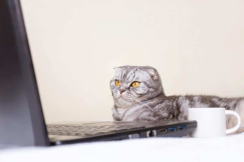 Black and gray striped scottish fold cat with yellow eyes looks at a laptop monitor while lying on a sofa