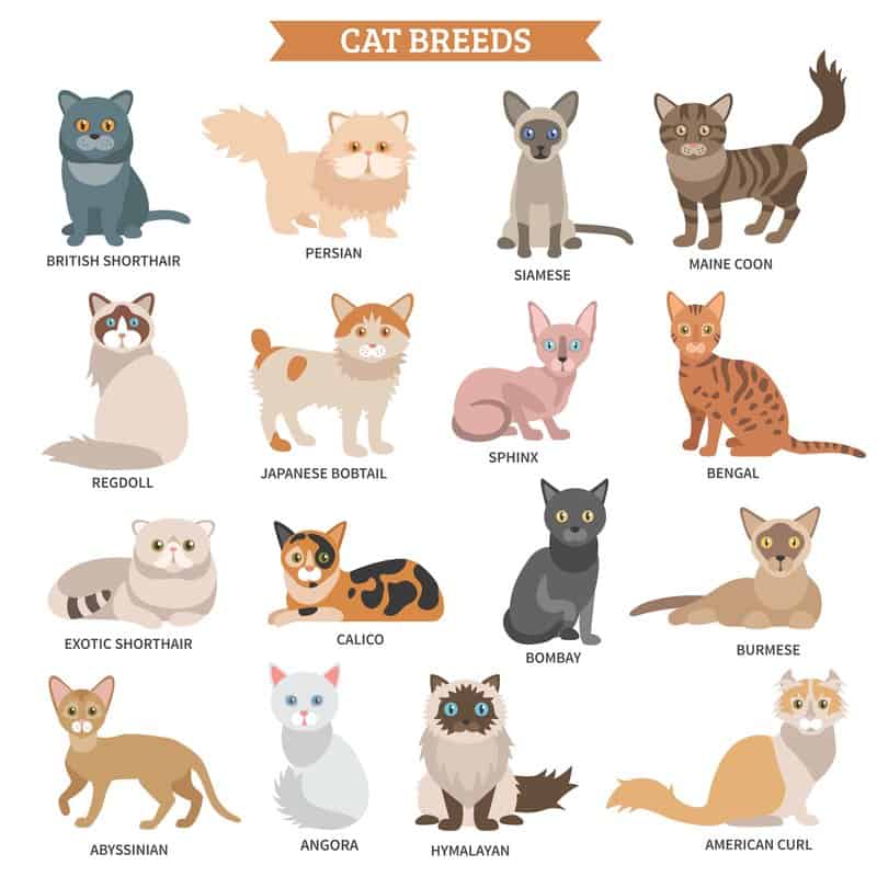 Cat breed set with names illustration