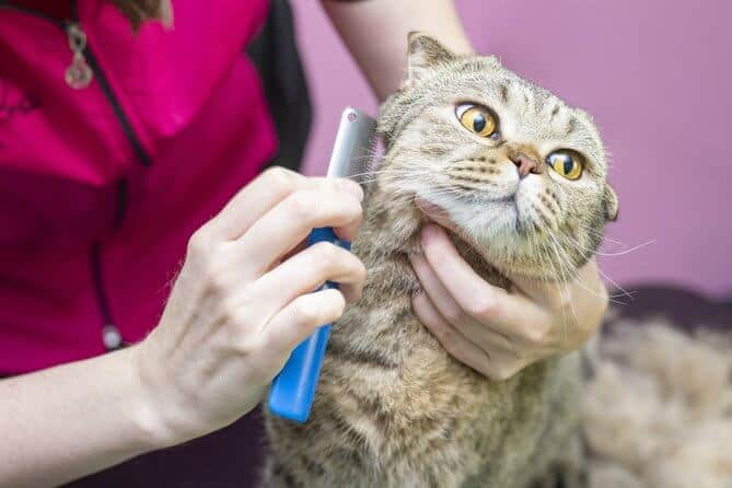 Cat grooming, combing wool. express molt. beautiful cat in a beauty salon. grooming animals, combing hair.