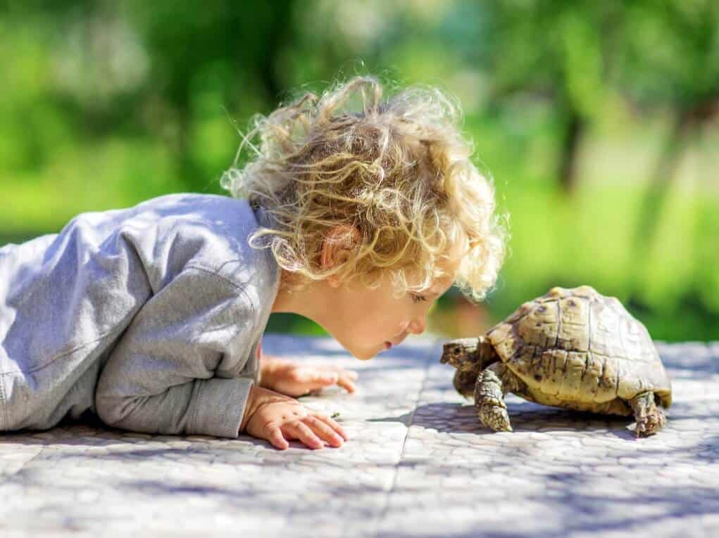 Child Sitting Next To A Pet Turtle Pet Reptiles