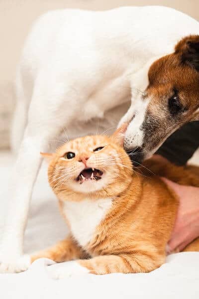 Cute dog playing with cat friend
