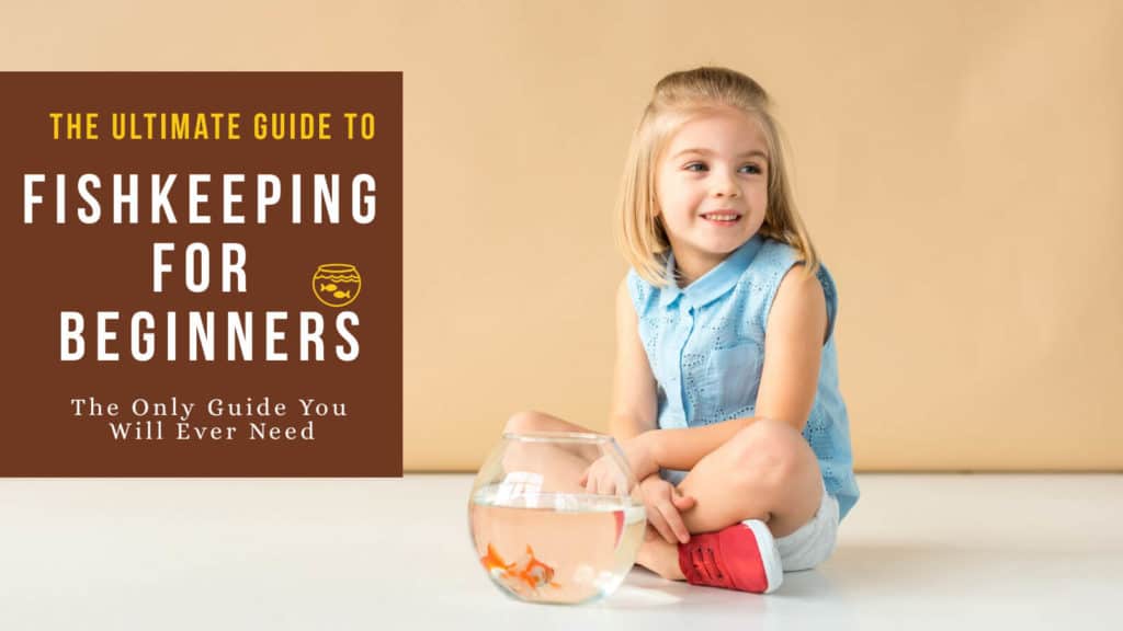 Starting a Fish Tank For Beginners – Fish Keeping Basics Guide