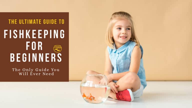 Cute girl sitting next to an aquarium with gold fish, text on image- The ultimate Beginner Fish Tank Guide