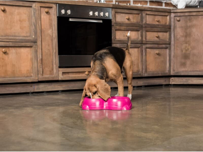 new puppy checklist