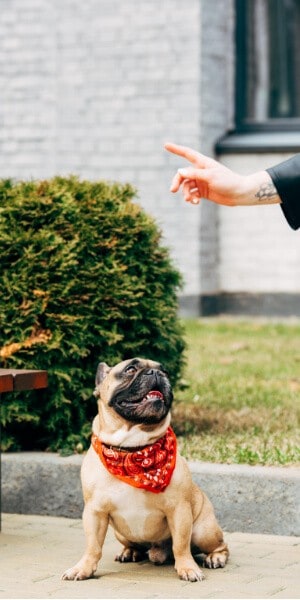 Dog following hand dog training