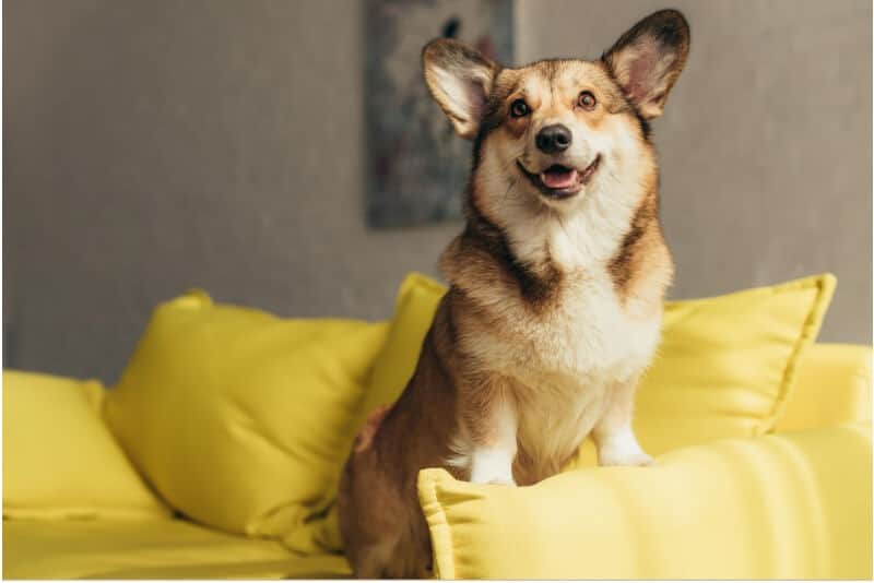 Dog staring to someone on a yellow sofa