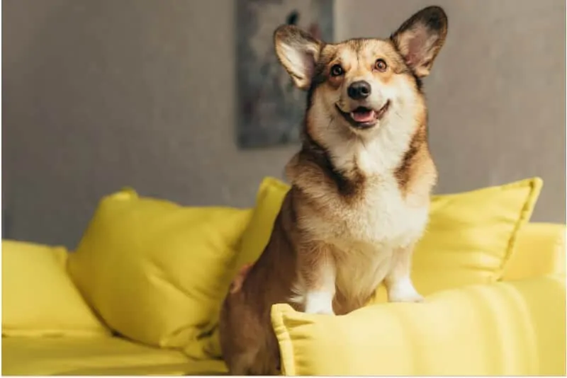 Dog staring to someone on a yellow sofa