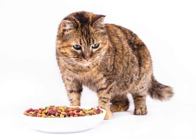 Domestic Cat Eating Dry Food in White Background