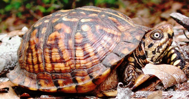 Eastern Box Turtle crawling on dry leafs
