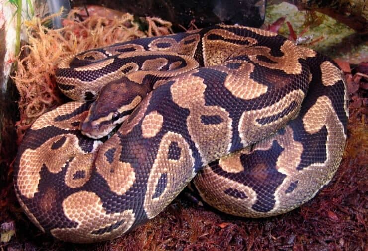 Female Ball Python snake in enclosure