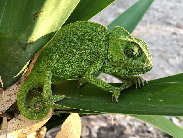 Green Chameleon on tree close up photo