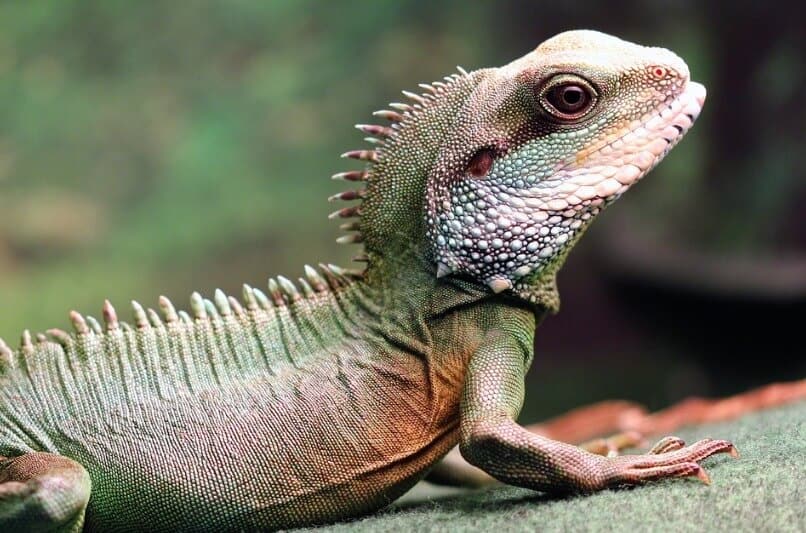Green Chinese Water Dragon lizard close up photo