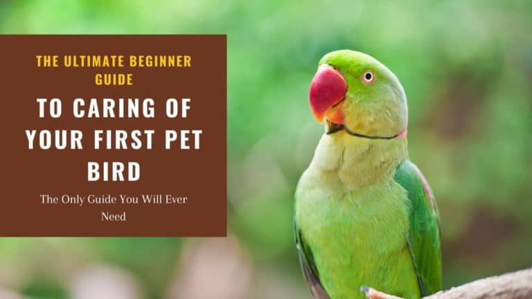 Green parrot on tree close up photo with text: The ultimate guide to caring of your first pet bird