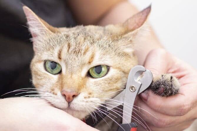Groomer Cuts Cat Claws Salon For Animals Beautiful Cat In A Beauty Salon