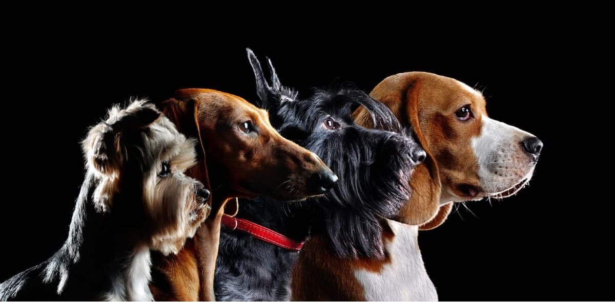 Group silhouette of dogs of different breeds