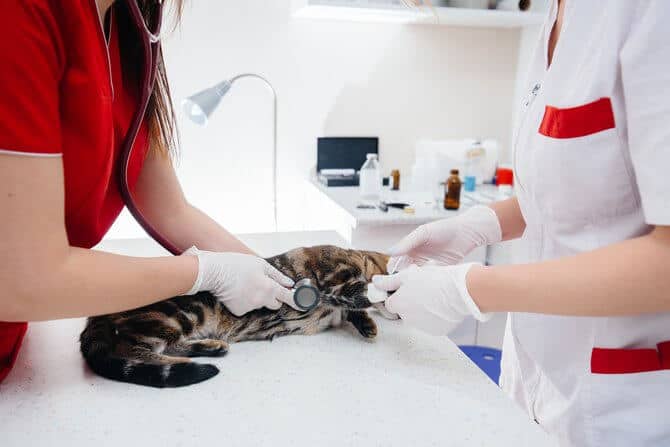 In a modern veterinary clinic, a thoroughbred cat is examined and treated on the table. veterinary clinic