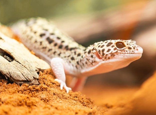 Leopard Gecko close up image