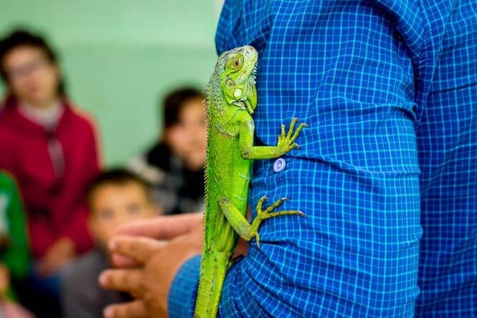 Man shows children green lizard, the Best Reptile Pets