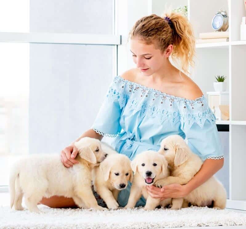 Nice girl hugging retriever puppies hugging