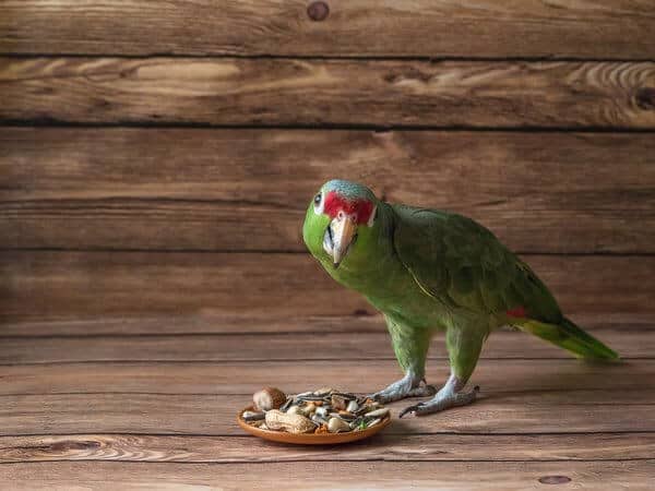 Parrot food is scattered on a wooden table. green amazon parrot eating the food