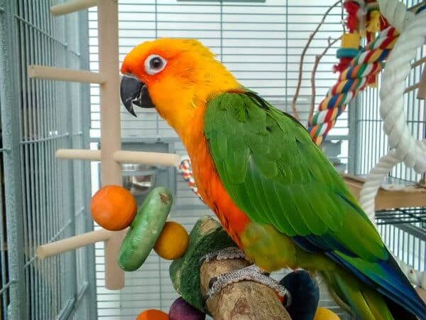 Parrot in cage close up photo