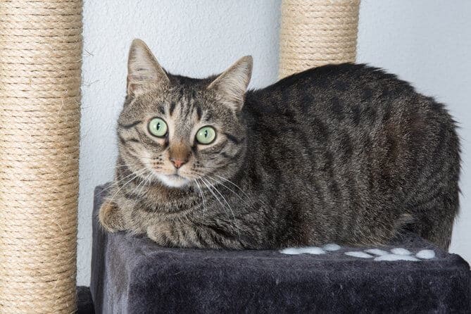 Portrait of green-eyed cat surprised with scratching post training isolated on grey background
