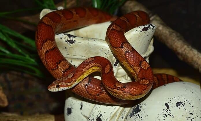 Red Corn Snake on stones close up photo