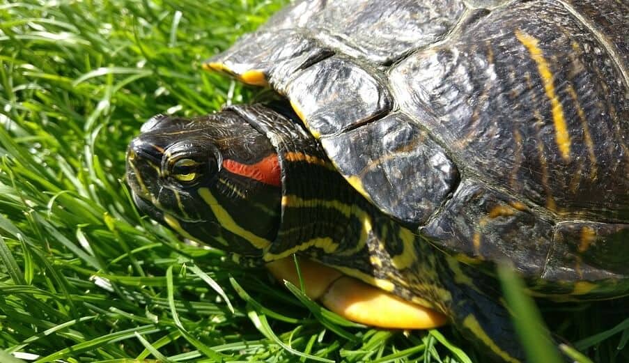 Red Eared Slider Turtle On Green Grass
