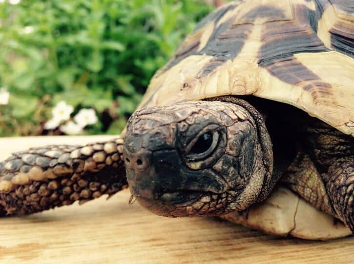 Russian Tortoise walking on wooden surface