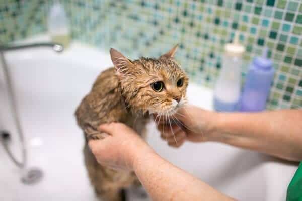Scared Cute Cat Taking Bath
