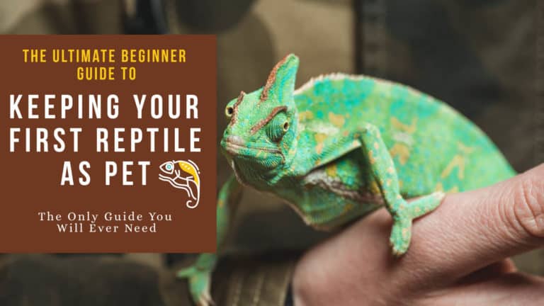 Small lizard sitting on human hand with text- The ultimate guide to keeping your first reptile as pet