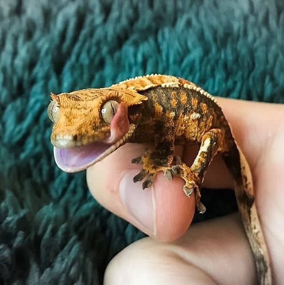 Tiny Crested Gecko lizard on human finger