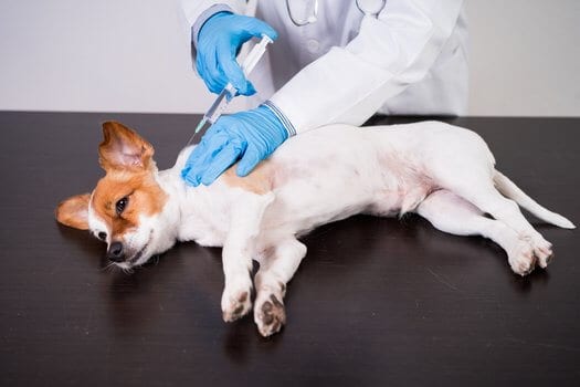 Veterinarian man working on clinic with cute small jack russell dog