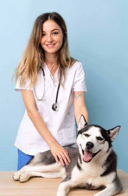 Veterinary doctor at vet clinic with Siberian husky dog