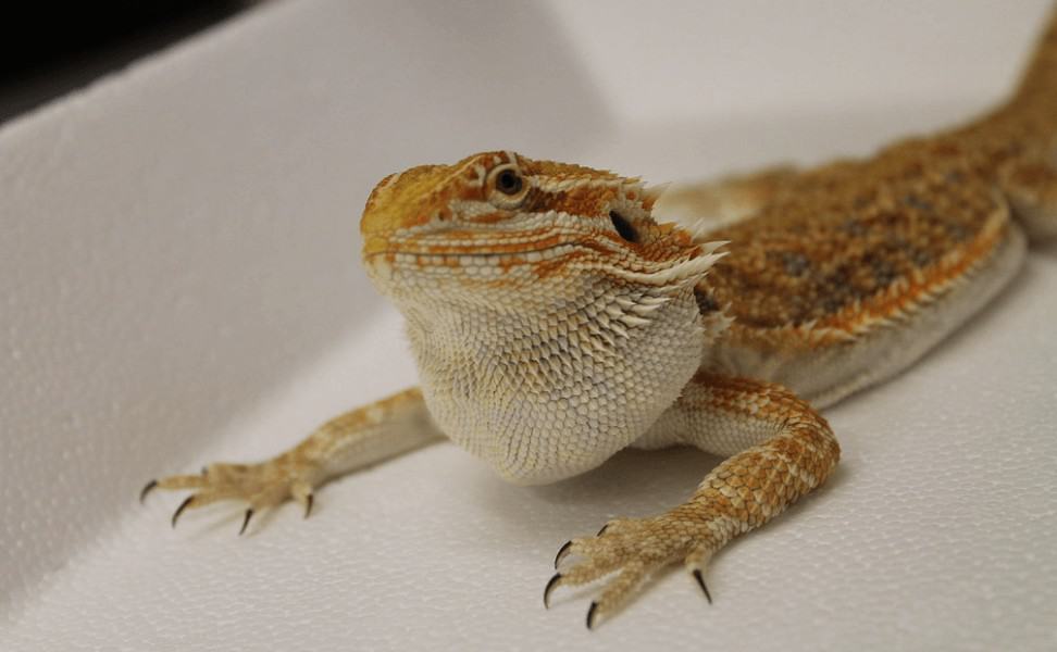 Young bearded dragon with swollen neck