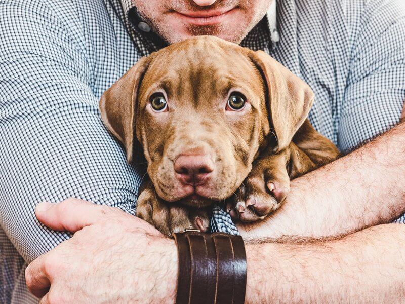 Man hugging a young, charming puppy.