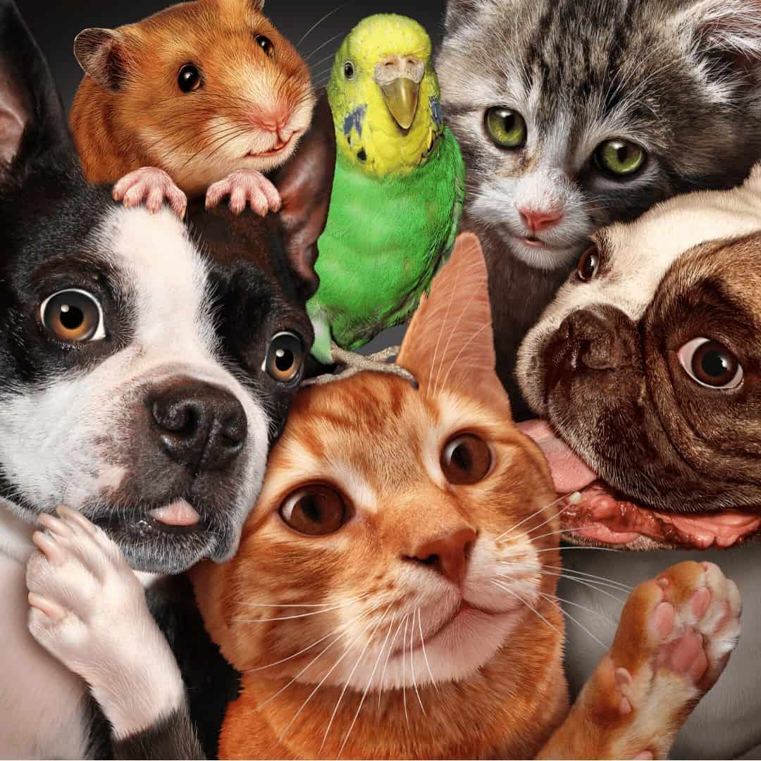 All pets