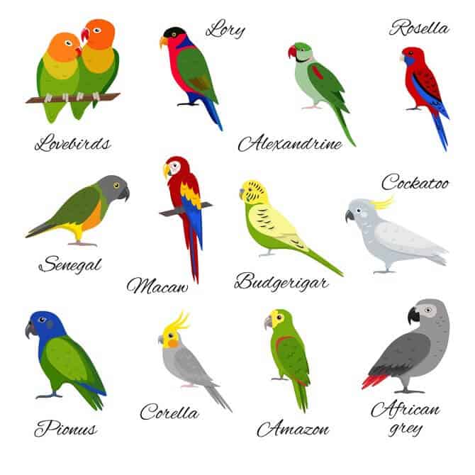 How To Care For Pet Birds