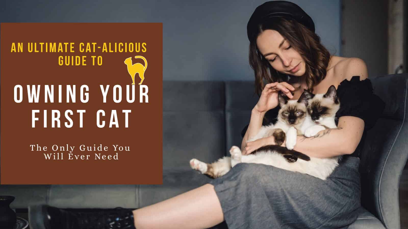 Should I Get a Cat? What Type, Breed.. All You Need To Know