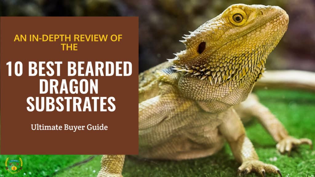 Top 10 Best Bearded Dragon Substrates and Carpets for a Perfect Terrarium