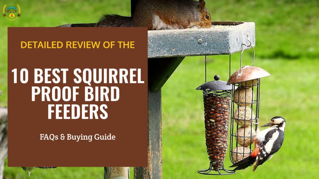 Detailed Review Of The 10 Best Squirrel Proof Bird Feeders That Actually Work