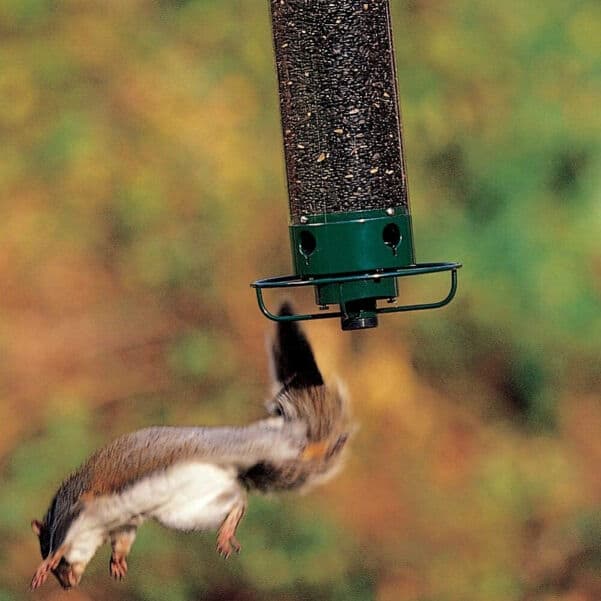 Droll Yankees Squirrel Proof Feeder 1