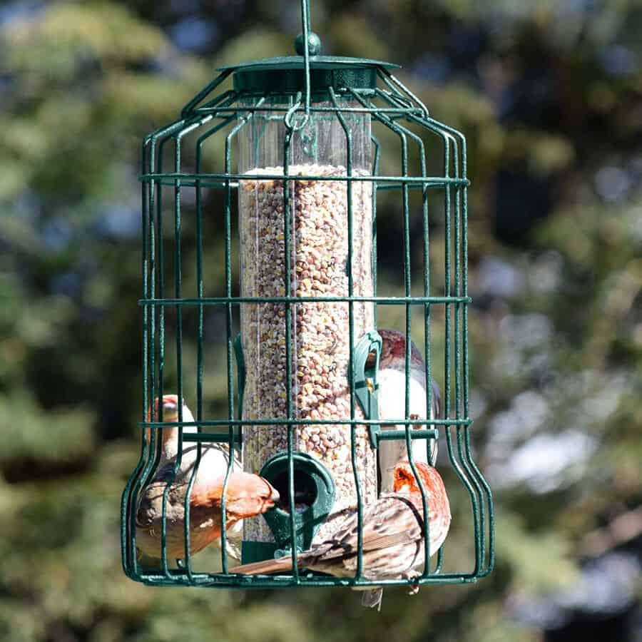 Gray Bunny Caged Tube Anti Squirrel Bird Feeder 3