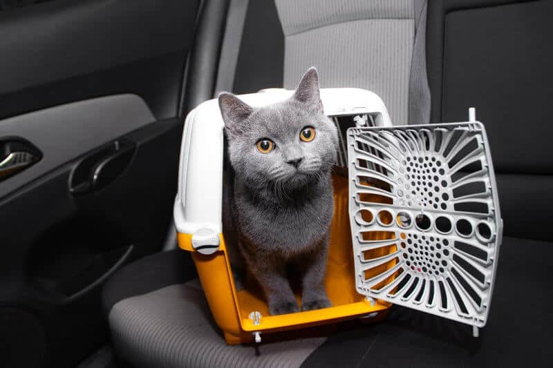 best cat car carrier