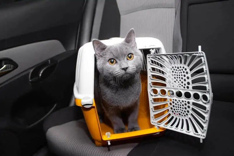 Pet carrier in the car on the seat with a cat peeking from inside of it