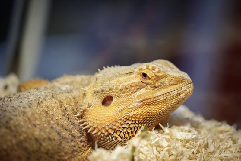 A bearded dragon on some substrates