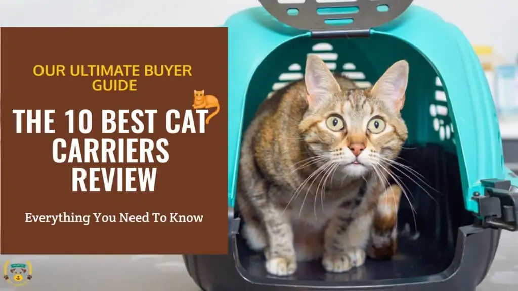 The 10 Best Cat Carriers Review. For Large, Medium And Small Kitten