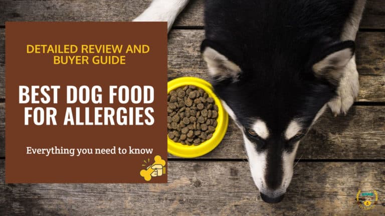 Sick dog next to dog food bowl with the text: Best dog food for allergies